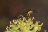 Ichneumon sp.